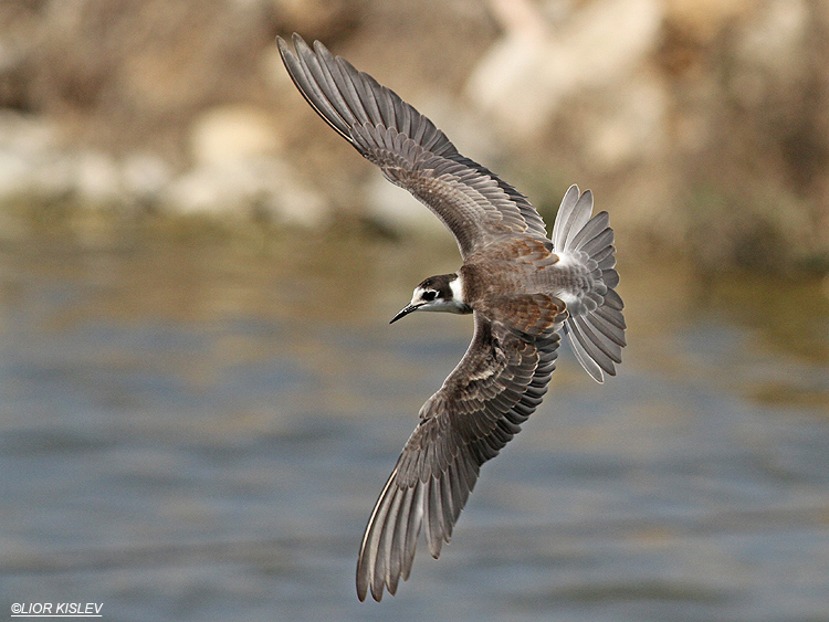 Black Tern Chlidonias niger. Maagan Michael,Carmel coast.11-05-11 Lior Kislev